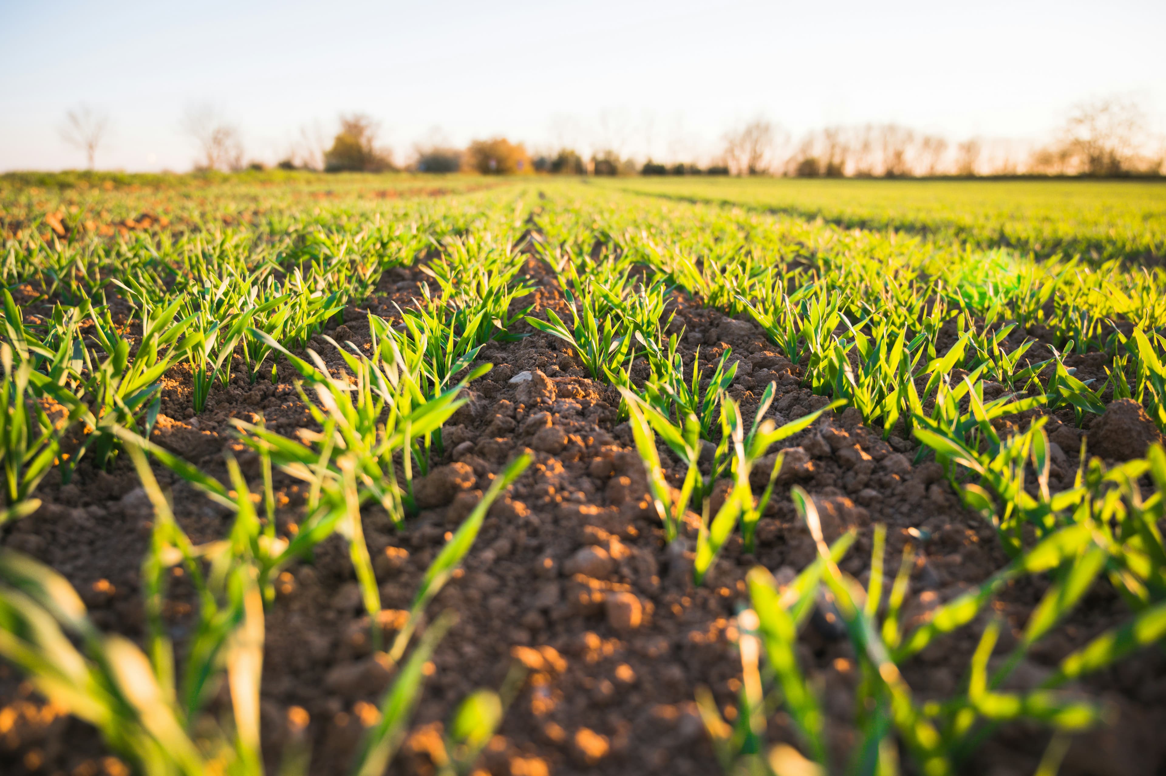 Young crop seedlings in rows — field at golden hour